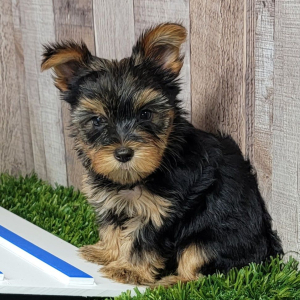 Yorkshire Terrier Puppy Izzy