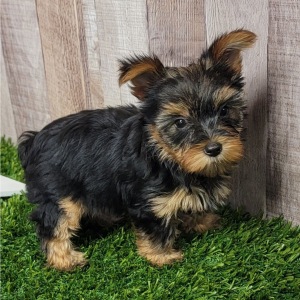 Yorkshire Terrier Puppy Izzy