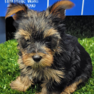 Yorkshire Terrier Puppy Izzy