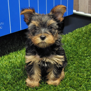 Yorkshire Terrier Puppy Izzy