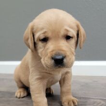 Labrador Retriever Puppy Tommy