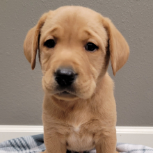 Labrador Retriever Puppy Tommy