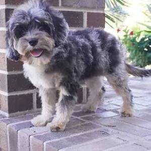 Cavapoo Puppy Saber