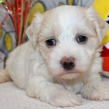 Morkie Puppy Julius