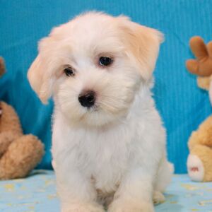 Morkie Puppy Julius