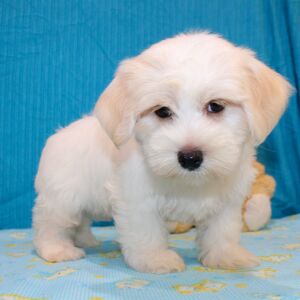 Morkie Puppy Julius