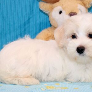 Morkie Puppy Julius