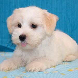 Morkie Puppy Julius