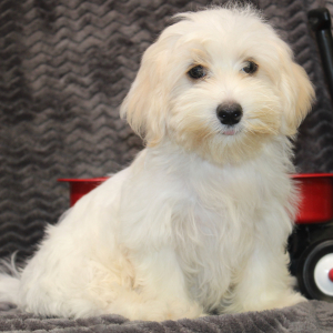 Morkie Puppy Julius