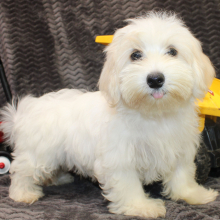 Morkie Puppy Julius