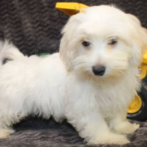 Morkie Puppy Julius