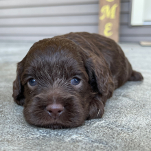 Cockapoo Puppy Bonnie