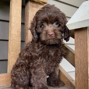 Cockapoo Puppy Bonnie