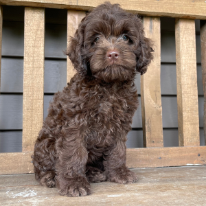 Cockapoo Puppy Bonnie