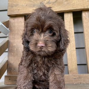 Cockapoo Puppy Bonnie