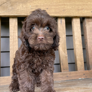 Cockapoo Puppy Bonnie