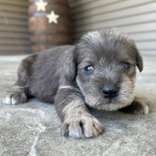 Miniature Schnauzer Puppy Lilly