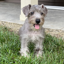 Miniature Schnauzer Puppy Lilly