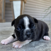 Boston Terrier Puppy Kaiden