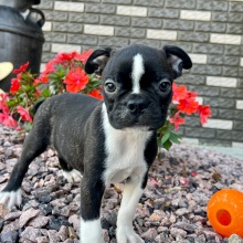 Boston Terrier Puppy Kaiden