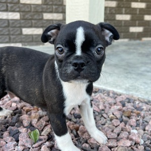 Boston Terrier Puppy Kaiden