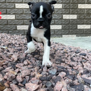 Boston Terrier Puppy Kaiden