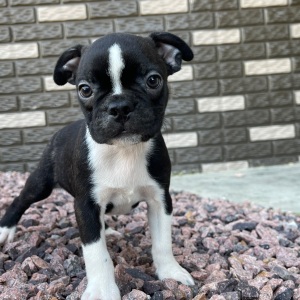 Boston Terrier Puppy Kaiden