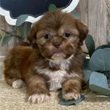 Shih Tzu Puppy Mario