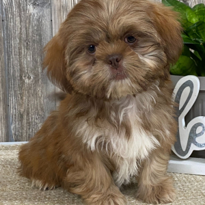 Shih Tzu Puppy Mario