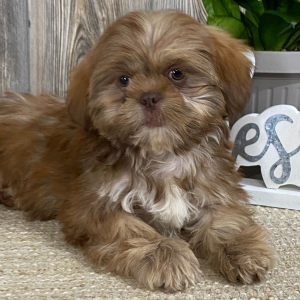 Shih Tzu Puppy Mario