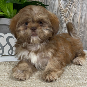Shih Tzu Puppy Mario
