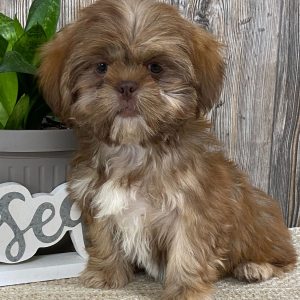 Shih Tzu Puppy Mario