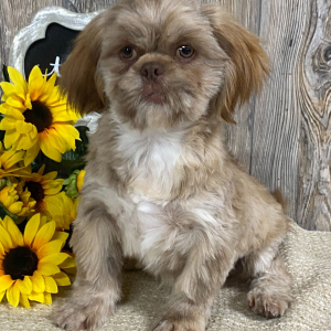 Shih Tzu Puppy Mario