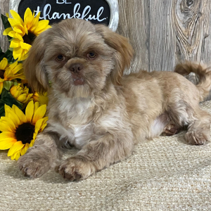 Shih Tzu Puppy Mario