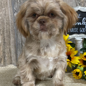Shih Tzu Puppy Mario