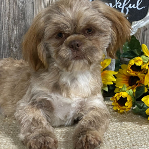 Shih Tzu Puppy Mario