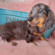 Dachshund Puppy Poppi