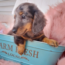 Dachshund Puppy Poppi