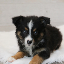 Australian Shepherd Puppy Camilla
