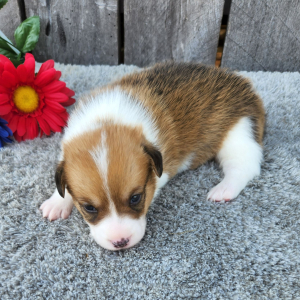 Pembroke Welsh Corgi Puppy Kikko