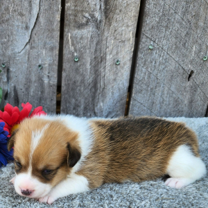 Pembroke Welsh Corgi Puppy Kikko