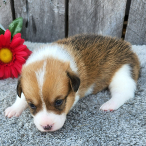 Pembroke Welsh Corgi Puppy Kikko