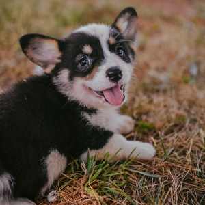 Pembroke Welsh Corgi Puppy Lolli