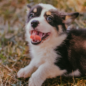 Pembroke Welsh Corgi Puppy Lolli