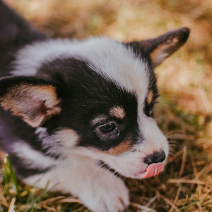 Pembroke Welsh Corgi Puppy Lolli