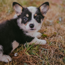 Pembroke Welsh Corgi Puppy Lolli