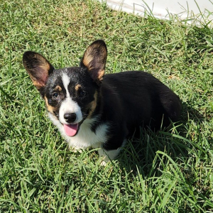 Pembroke Welsh Corgi Puppy Rain