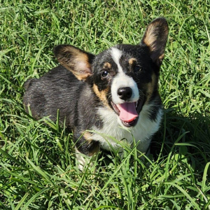Pembroke Welsh Corgi Puppy Rain