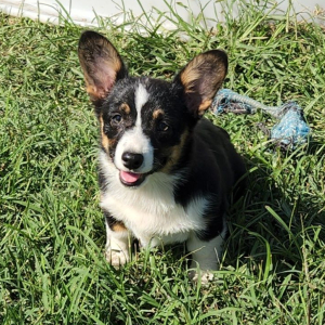 Pembroke Welsh Corgi Puppy Rain