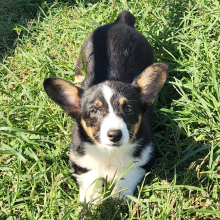 Pembroke Welsh Corgi Puppy Rain